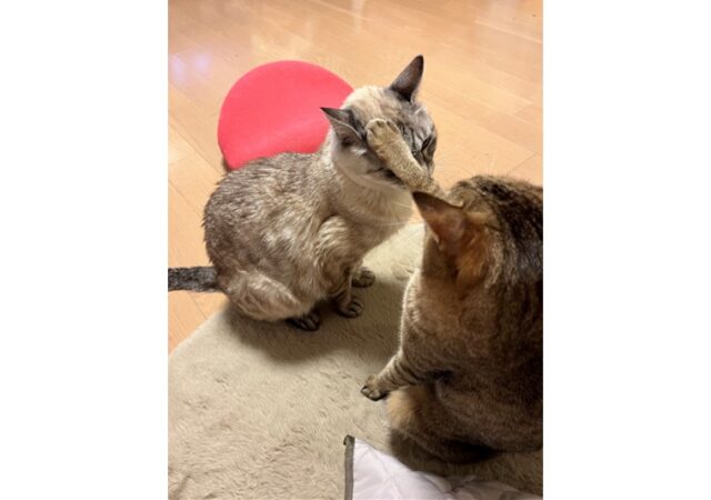 newアイテム