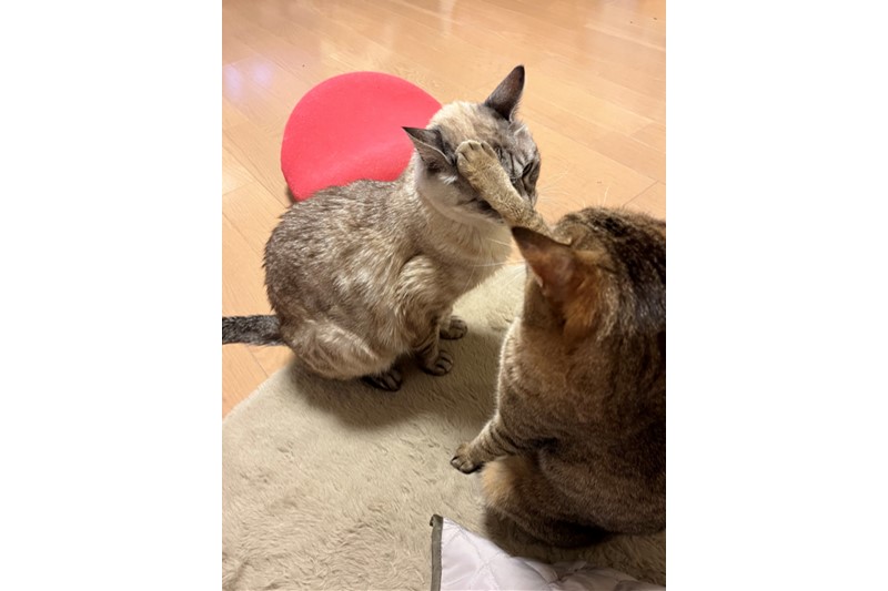 newアイテム